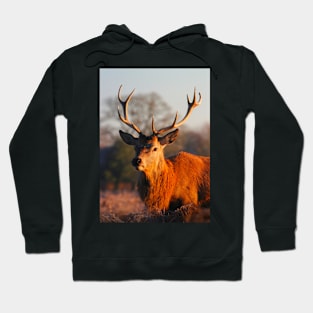 Solitude of the Stag Hoodie